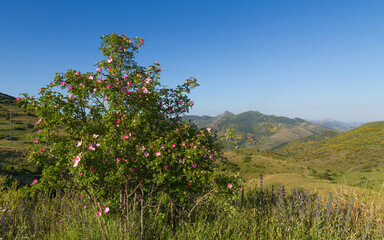 Fototapeta na wymiar Wild rose with flowers (Rosa canina) with mountainous landscape background
