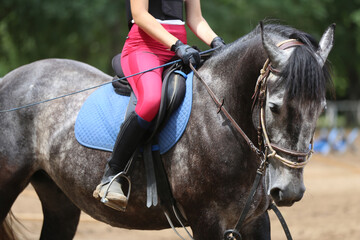 Obraz premium Old leather saddle with stirrups for show jumping race. Equestrian sport event background