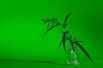 Hemp branch in a glass jar. Copy space.