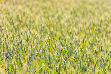 A field of cereals with unripe spikelets, the tops of some are entangled in cobwebs that stretch further. Selective focus.