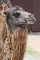 Fototapeta premium Camel portrait in the zoo, side view