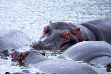 Hippos relaxing in the water