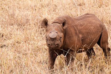 Aggressive endangered de-horned African Black Rhino