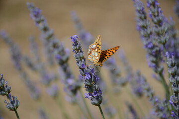 An orange butterfly collects nectar from lavender flowers with its proboscis