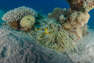 Coral reef and water plants in the Red Sea, Eilat Israel
