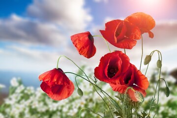 Obraz premium Edelweiss.