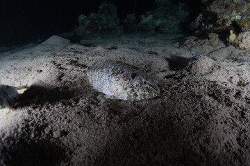 Fish swim in the Red Sea, colorful fish, Eilat Israel
