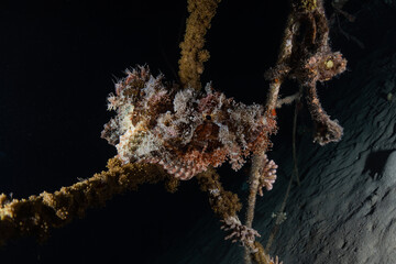 Fish swim in the Red Sea, colorful fish, Eilat Israel
