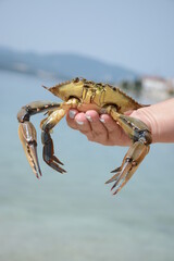 A crab in the hand of a dudina who is about to release it into the sea