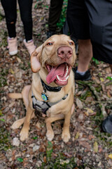 Golden Labrador out for a walk 