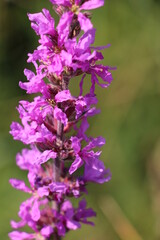 close up of a flower