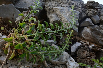 Green plants grow on rocks in the mountains