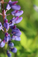 Fototapeta na wymiar close up of purple flower 
