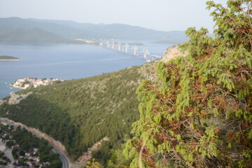 Green bush on a blurred background of the sea and mountains