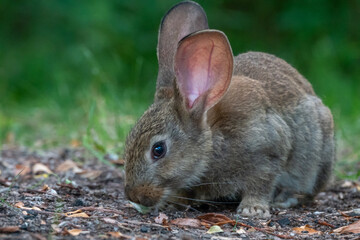 Wild baby hare. Cute bunnies. Wild animal.