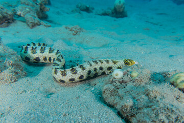 Tiger Snake Eel in the Red Sea Colorful and beautiful, Eilat Israel
