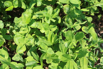 clover leaves