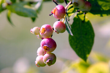 blueberries in the garden 2021