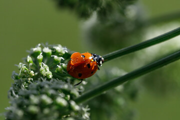 Macro photo, wallpaper. Red ladybug on a flower in a field with a dew drop