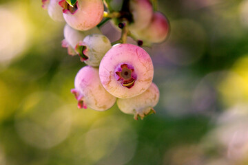 blueberries in the garden 2021