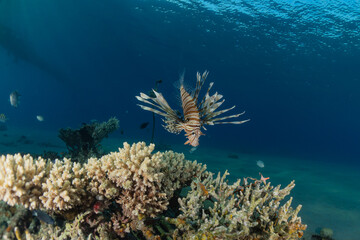 Lionfish in the Red Sea colorful fish, Eilat Israel
