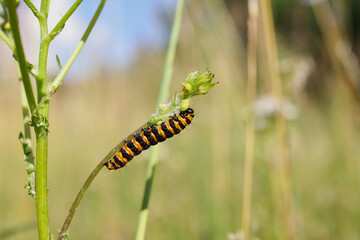 Close-up of Cinnabar Moth Caterpillar in Summer Nature. Orange and Black Striped Insect on Common Ragwort Flowering Plant.