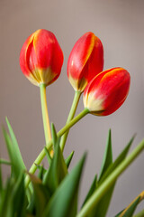 Fototapeta premium Three Red Tulips