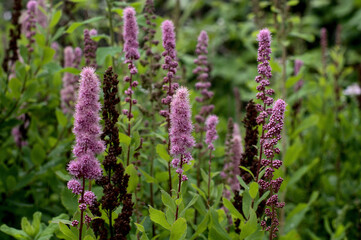 lavender flowers in the garden