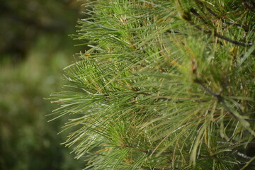 Green pine needles close-up on a blurred green background