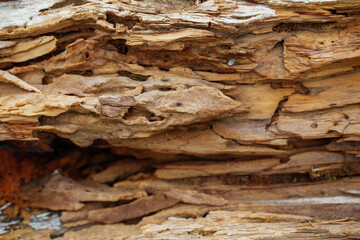 The embossed texture of the brown wood back. The texture of old oak bark