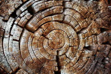 Old rotten wood of a rotten tree. Weathered trees are destroyed. Background or texture. Wood rot-original natural wood texture.