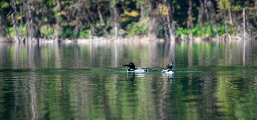 ducks on the lake