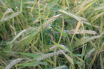 Wheat field in the summer