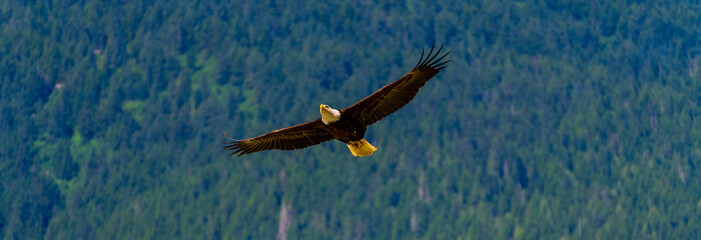 eagle in flight