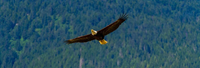 Poster eagle in flight © Brian