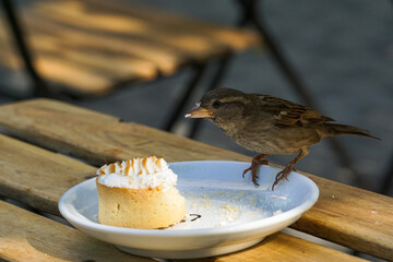 petit dejouner de oiseaus