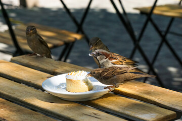 sparrows breakfast