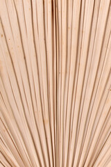 Texture background with close up of dried natural palm tree leaf