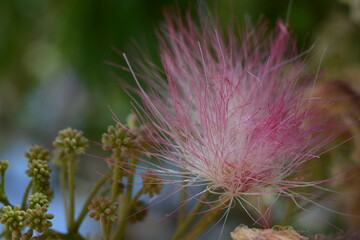Pink flowers on a silk tree (albizia julibrissin)  close-up