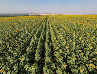 Fototapeta na wymiar Aerial view of Young sunflowers grow on field. Rows of young green sunflower plants in field, agriculture in summer