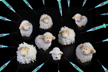 Sheep herd threatened by syringes
