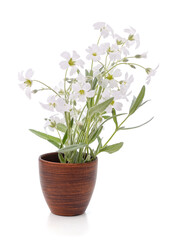 White flowers in a vase.