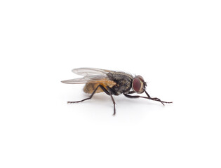 One big fly.