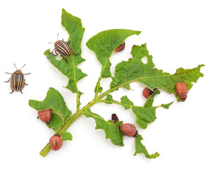 Potato leaf eaten by beetles.