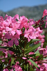 Pink nerium oleander bush on a blurred background of sky and mountains