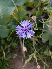 Cornflower and three buds