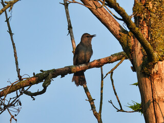 Catbird on a Branch: A gray catbird sings while perched on a branch in the morning sun with a bright blue clear sky in the background. 