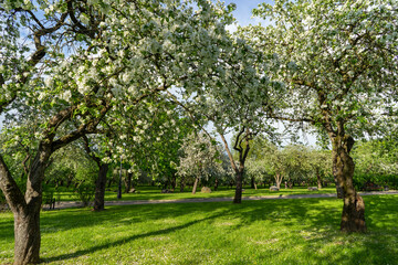 Blooming apple trees in the park of the Loshitsa estate in Minsk