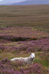 owca na wrzosowisku © Jędrzej