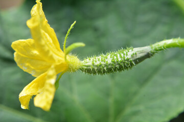 Cucumbers grow in greenhouses
